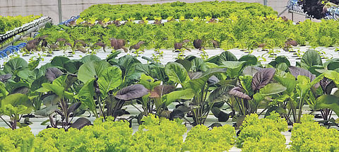 Trueleaf grows a variety of staple vegetables and exotics at their NCR hydroponic farms