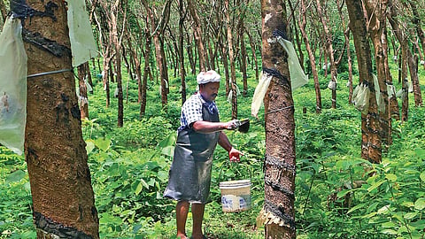 A worker tapping rubber in Perambra Plantation. 