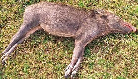 A boar killed by villagers.