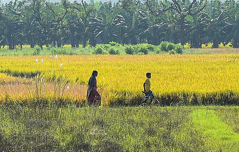 Food Supplies minister Krushna Chandra Patra on Saturday warned rice mill owners of serious consequences if they attempted to purchase paddy from farmers.