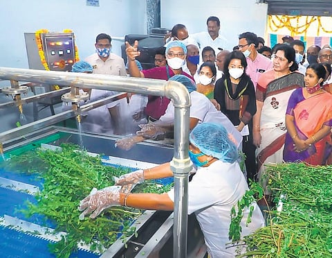 The newly inaugurated drumstick processing unit in Khammam district