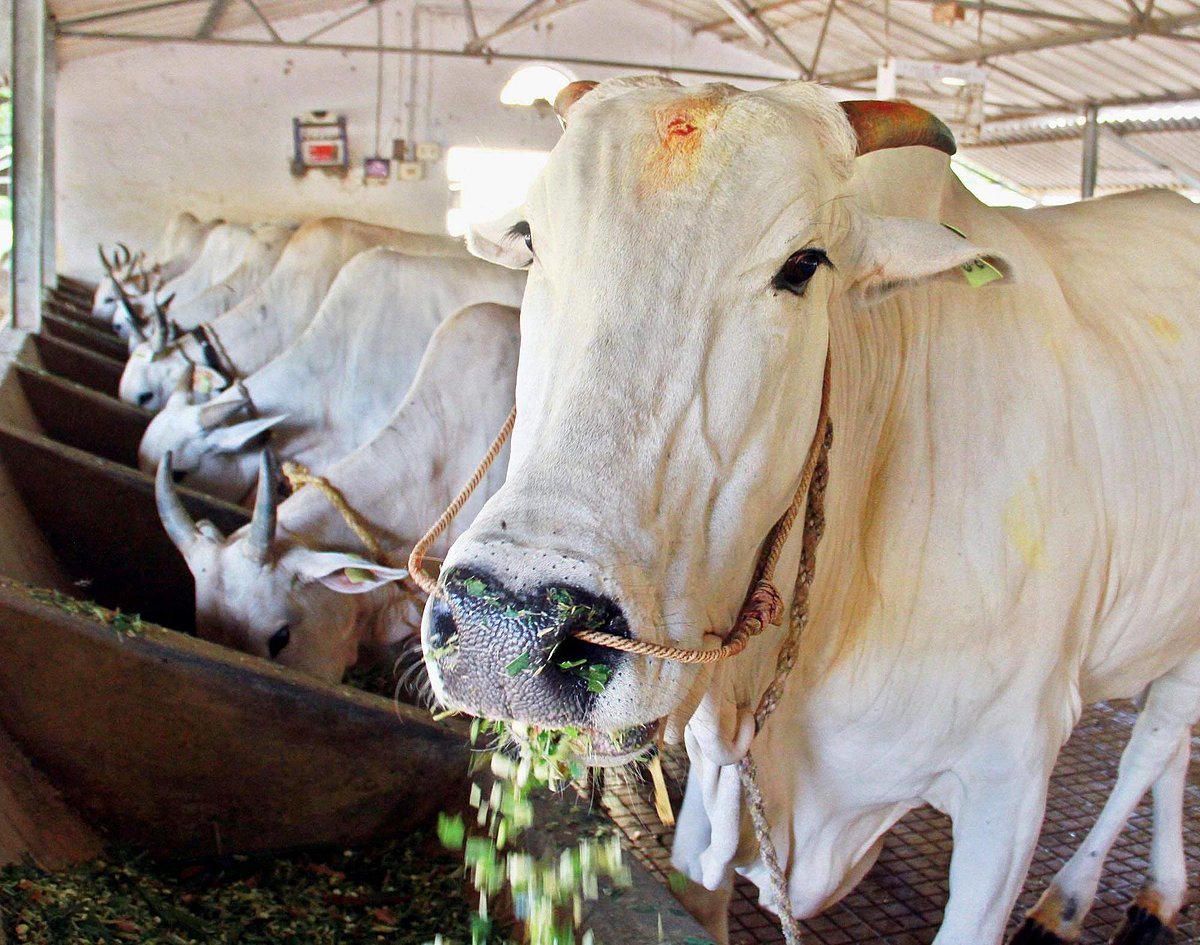 20,000 cattle rescued, 1,513 smugglers held, 1,100 cases filed: Assam BJP gives ‘Gaumata’ report card