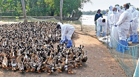 A rapid response team of the animal husbandry department prepares to cull ducks at Karuvatta near Alappuzha on Tuesday |  Albin Mathew