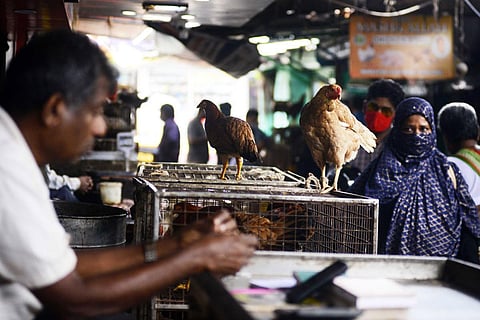 The Union Ministry of Fisheries, Animal Husbandry and Dairying said other states have been asked to keep a vigil on any unusual mortality amongst birds. (Photo | Debadatta Mallick, EPS)