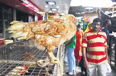 Shopkeepers selling chickens at throwaway prices at Triplicane, in Chennai on Wednesday | DEBADATTA MALLICK