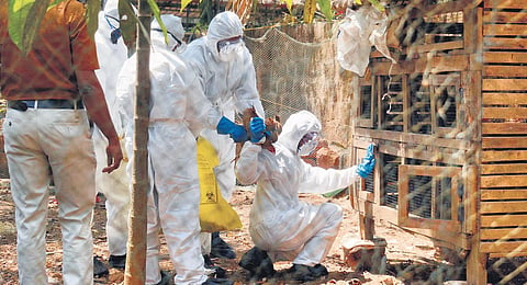 The process of culling chicks and hens at a poultry farm in Kodiyathur in Kozhikode where bird flu  was reported last year|file pic
