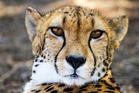 Representational Image