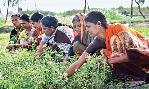 Women farming in Raichur district.