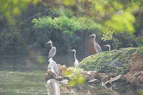 Image used for representational purposes (Express Photo | Satish Babu)