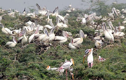 Uppalapadu Bird Sanctuary (File | EPS)