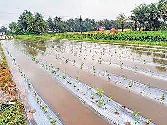Submerged Mattu Gulla fields in Kaup taluk due to heavy rain in the region