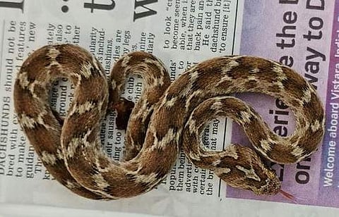 The viper, one of the deadliest reptiles in the world, is found close to inhabited areas in south Asia, Africa and Middle East.