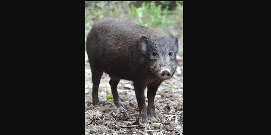 Pygmy hog added to national recovery programme to protect alluvial grasslands