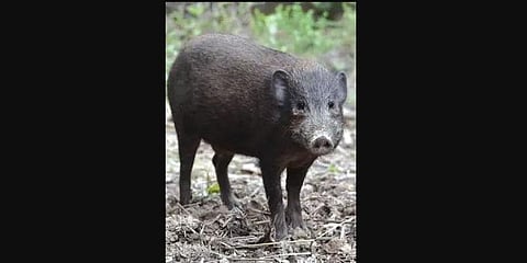 The endangered species of pygmy hog. (File Photo)