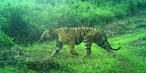 Image of tiger in a forest area used for representational purpose (Photo | Special arrangement)