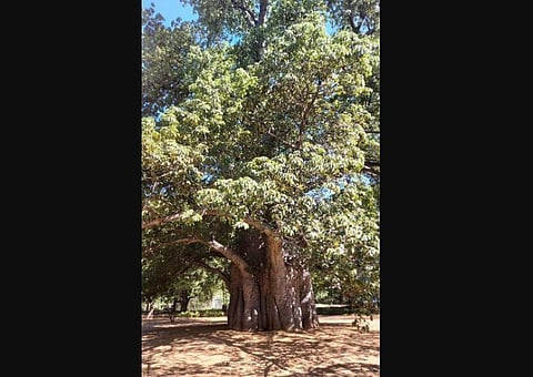 Baobab trees are believed to live for over 5,000 years.