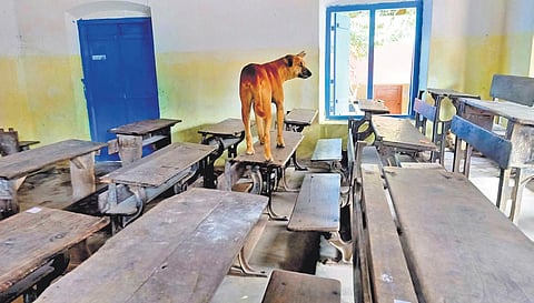 Classrooms of SMV Higher Secondary School, Thiruvananthapuram, have turned out to be abode for stray dogs in the area. (Photo | Vincent Pulickal,  EPS)