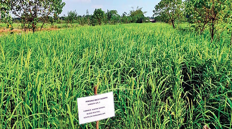 A pokkali farm in  West Bengal. (Photo | Express)