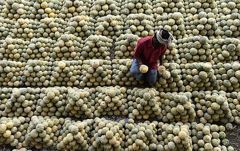 A trader stacks muskmelons at Gaddiannaram fruit market in Hyderabad. (File photo| Vinay Madapu, EPS)