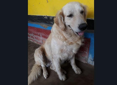 The dog was dear to Anandkumar and his family members who are now inconsolable. (Photo | Special arrangement)