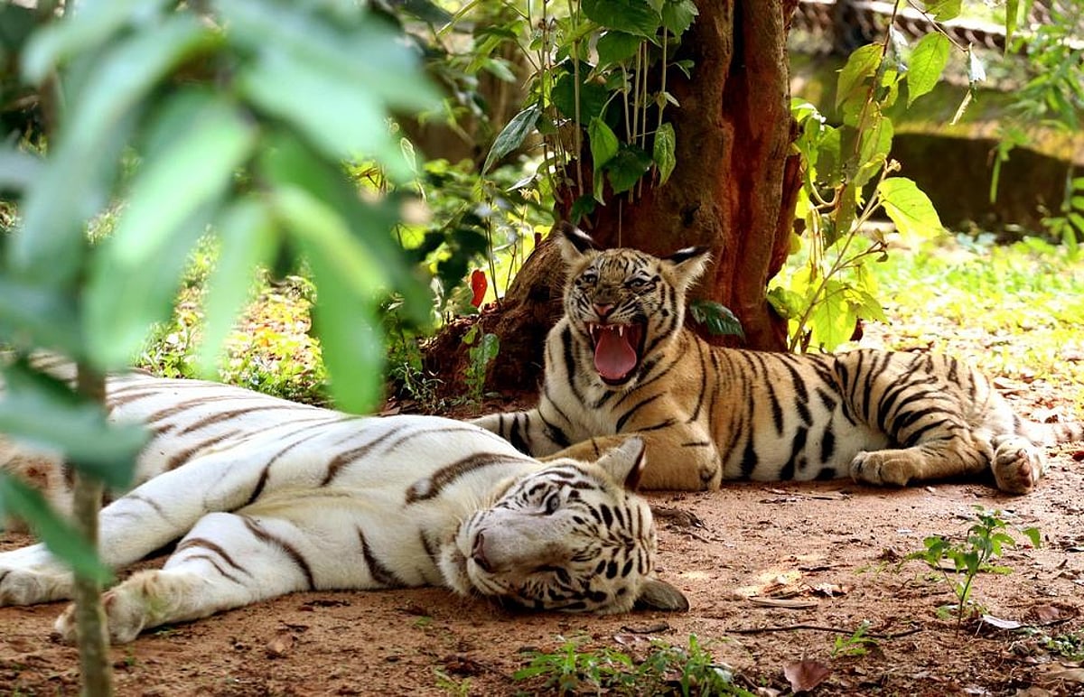 Why is Odisha's genetic rescue of tigers unique?