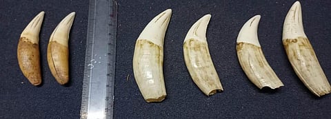 The teeth seized by officials (Photo | Special arrangement)