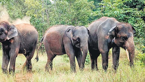 Image of elephants used for representational purposes only