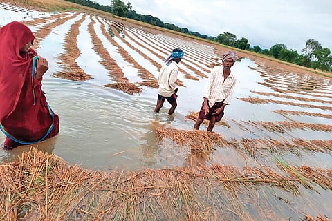 Standing paddy crops submerged in rainwater in Ganjam. (Photo  | Express)
