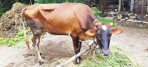 Many of the infected cattle have sores in the mouth and legs. (Photo | EPS)