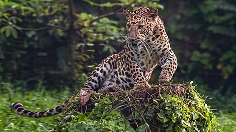 Representational photo of a leopard. 