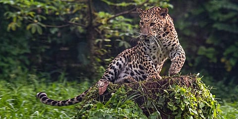 Representational photo of a leopard. (PTI)