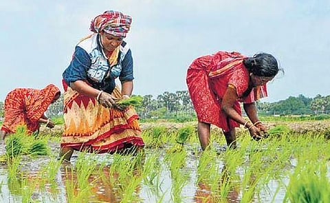 Labourers working in a paddy field (File photo| V Karthickalagu)