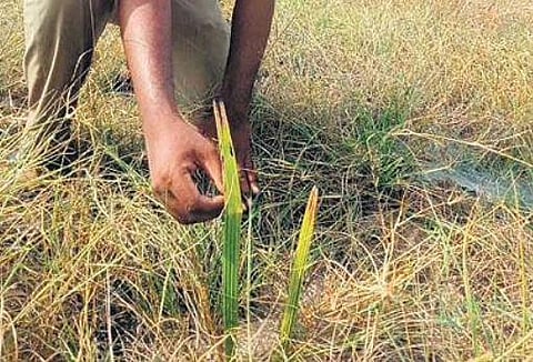 A forest official showing the palmyrah seeds that sprouted at the Vaan island in the Gulf of Mannar | Express