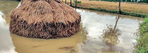 A stack of harvested paddy on a waterlogged field in Ganjam  district. (Photo | Express)