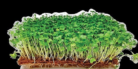 Being high on nutrients and low on calories makes kale one of the most nutrient-dense foods.