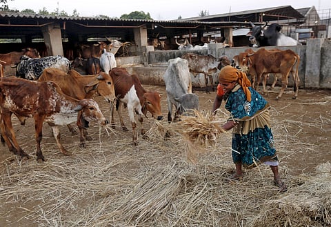 A cow shelter (Representational Image)