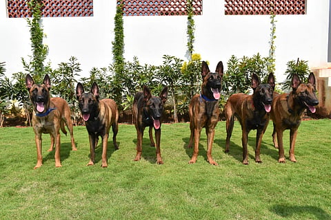 Six Belgian Malionis all set to join the Airport Security Groupnof CISF at Kempegowda International Airport, Bengaluru. (Photo | Express)