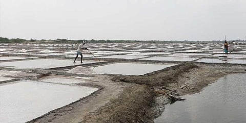 Workers toiling in the salterns of Agasthiyampalli village near Vedaranyam in Nagapattinam district | Express