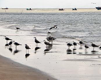 File picture of migratory birds arriving in Tamil Nadu