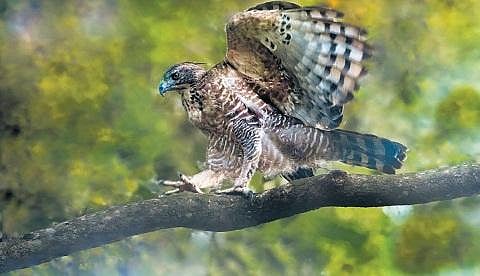 The Legge’s hawk-eagle is a rare species found in  the Indian subcontinent, from southern India to Sri Lanka