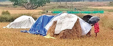 Farmers protecting harvested paddy in Panposi village of Mayurbhanj. (Photo | EPS)