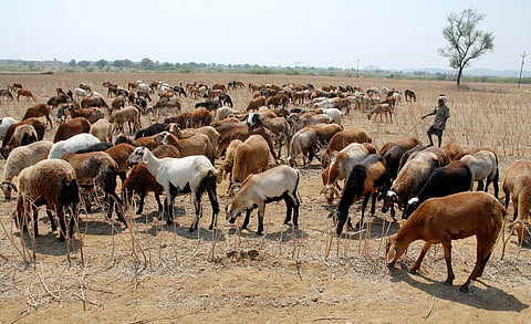 Sheep grazing in a field. (Image for representational purposes |A Suresh Kumar/ EPS)
