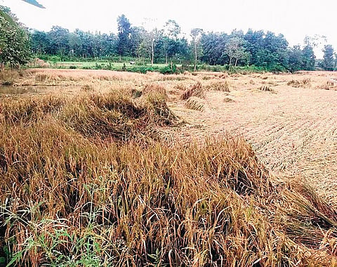 Image of damaged paddy crop used for representational purposes only. 