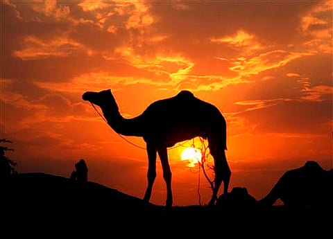 Image of a camel used for representational purpose only (File Photo | AP)