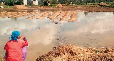 A worried farmer looks at his crop damaged in the recent rain. (Representational image | Express)
