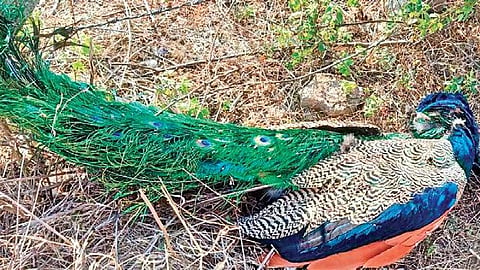 The forest department said it ppears to be a case of poisoning