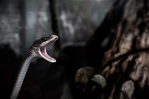Representational Image.