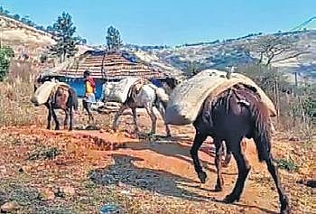 Locals carrying essential commodities on horses to Jumadang.