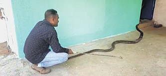 It suffered minor injuries as it tried to escape.