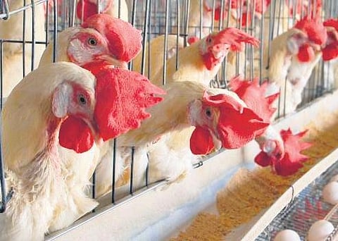 The chicks, sourced from OPOLFED, will be provided to the beneficiaries by the office of the Chief District Veterinary Office. (Representational Images)